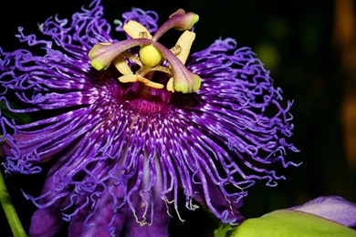 Passion Flower HD Wallpaper, Passion Flower Images