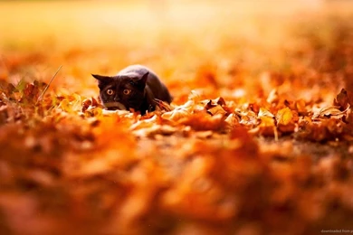 Download 1366x768 Black Cat Sneaking In Autumn Leafs Wallpapers