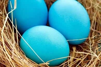 Easter Blue Eggs iPhone 5s Wallpapers Download