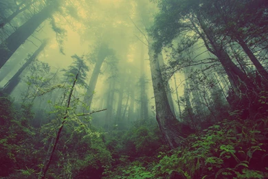Forest Wallpaper, OS / IMac: Forest, Green, Fog, Threes