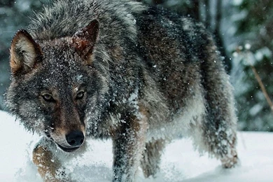 Wolf Image