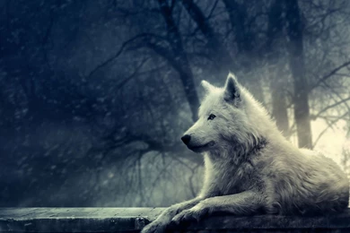 Free Wolf Pictures HD Wallpapers Lovely