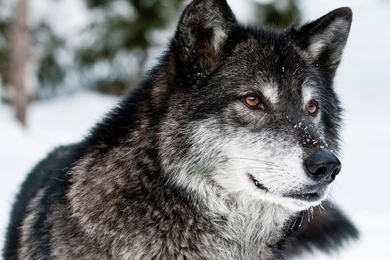 Winter Wolf Wallpapers Tag WalOps.com