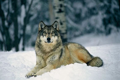 Wolf In Winter Wallpapers Hemslojdsgoten