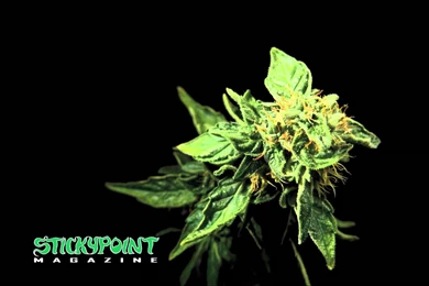 Slightly Stoopid Closer To The Sun (HD) YouTube