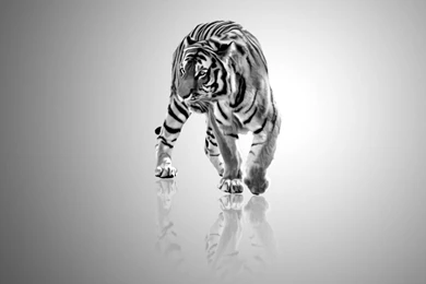 White Tiger Wallpapers HD Wallpapers Cave