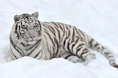 White Tiger Wallpapers Animal Wallpapers