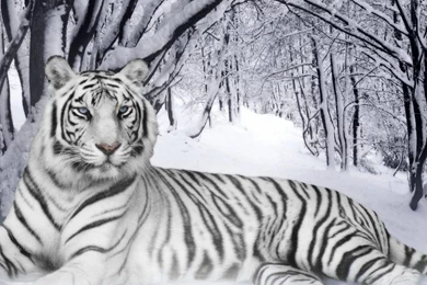 Download White Tiger 2048x1536 Wallpapers