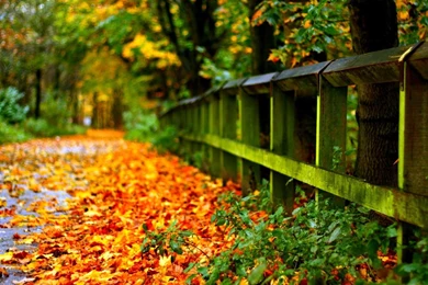 Download Autumn Leaves Wallpapers For Windows