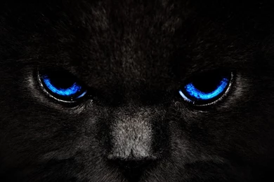 Black cat blue eyes wide wallpaper 54936500.jpg
