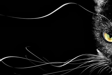 Black Cat Backgrounds Wallpapers E350J HD Wallpapers