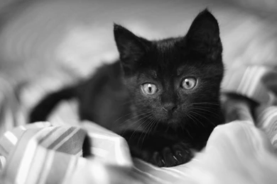 1920x1200px Cute Black Cat Free Wallpapers