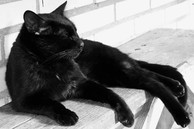 Black Cat Wallpapers Animal Wallpapers