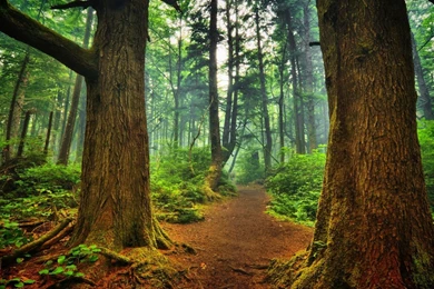 Forest Wallpaper.jpg