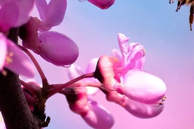 Flower Purple iPhone 6 Wallpapers HD And 1080P 6 Plus Wallpapers