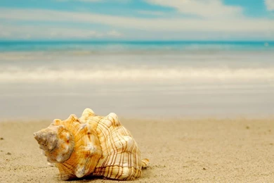 Seashells Wallpapers (39 53)