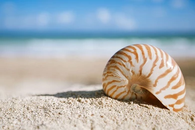 Seashells Wallpapers