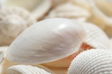 Seashells HD Desktop Wallpapers : High Definition : Fullscreen ...
