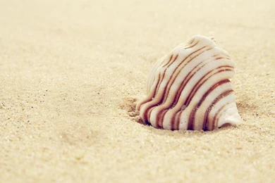 Seashells Seashells 2560x1600 Wallpapers – Seashells Seashells ...