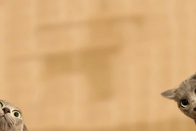 Funny High Definition Wallpapers 1080p