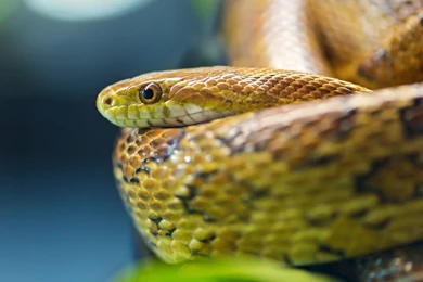 Ball Python Wallpapers