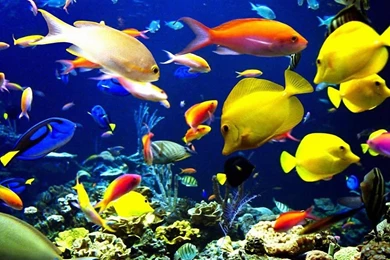 Beautiful Fish 1280x1024 Wallpapers,Sea Life 1280x1024 Wallpapers ...