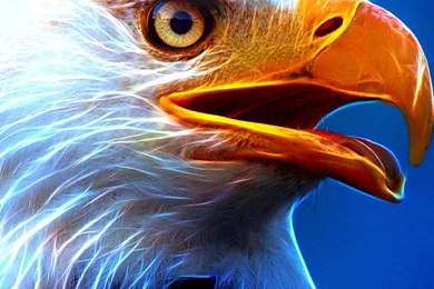 HD Eagle Wallpapers