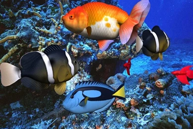 Wallpapers Screensaver Wallpapers HD Wide