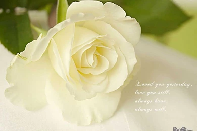 Beautiful White Rose HD Wallpapers