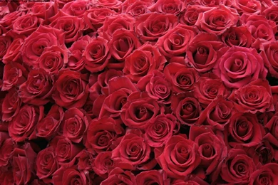 Flowers Roses Red Rose Wallpapers