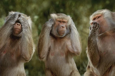 Monkeys Wallpapers Wallpapers Cave