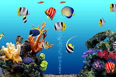 Gallery For Aquarium Backgrounds For Computer