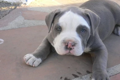 Super Cute Baby Puppies Sleeping Wallpaper.