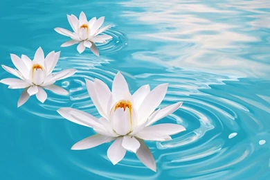 Bokeh Mood Zen Flowers Water Relax Wallpapers