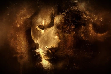 Lion Wallpapers