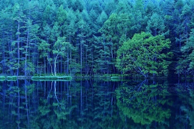 Extraordinary Forest Wallpapers