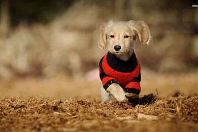 Long Haired Dachshund Puppy Wallpapers Animal Wallpapers