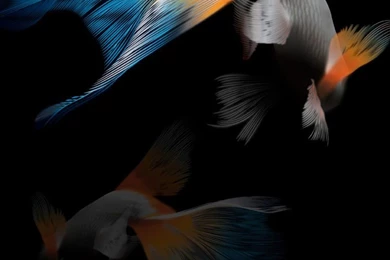 Goldfish HTC Desire 816 Wallpapers Android Wallpapers Free Download