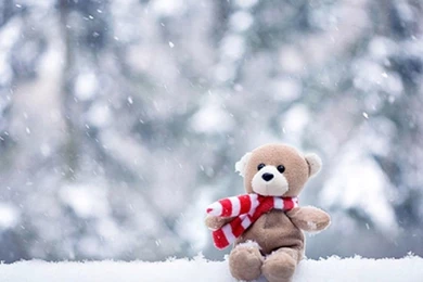 Cute Teddy Bear In Snow Fall