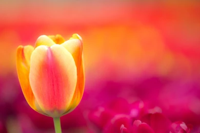Tulip Flowers HD Wallpapers