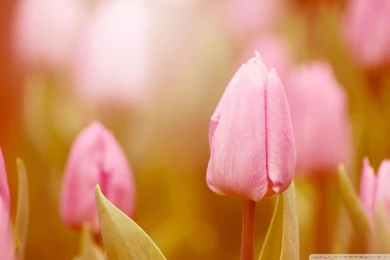 Pink Tulip HD Desktop Wallpapers : High Definition : Fullscreen ...