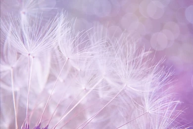 Pretty, Backgrounds, Textures Free Images On Pixabay