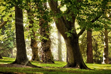 YouWall Green Forest Trees Wallpapers Wallpaper,wallpapers,free ...