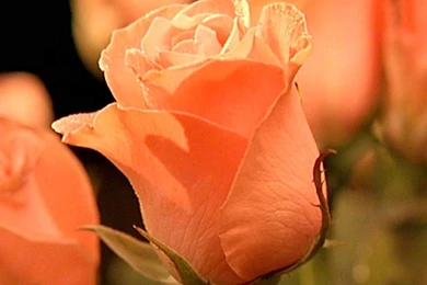 Desktop Wallpapers » Flowers Backgrounds » Orange Rose Bud » Www ...