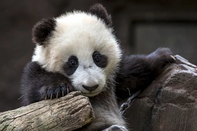 Download Wallpapers 3840x2160 Bear, Panda, Nature 4K Ultra HD HD ...