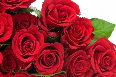Best Red Roses Flower Wallpapers 980×551