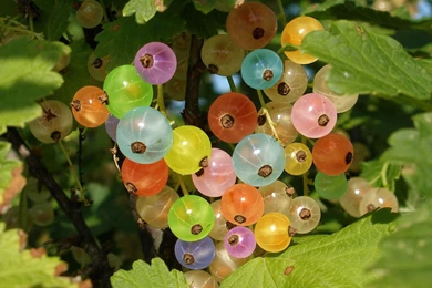 Download Wallpapers 3840x2400 Currant, Berry, Multi colored, Leaves ...