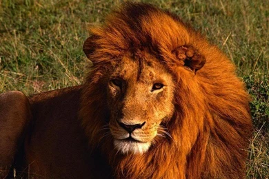 Leo The Lion Wallpapers 1920x1200px