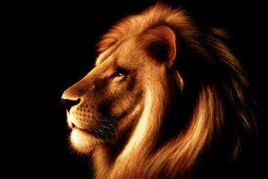LEO THE LION WALLPAPER (