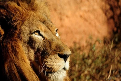 LEO THE LION WALLPAPER (